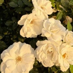 Meet your Posher, Cynthia